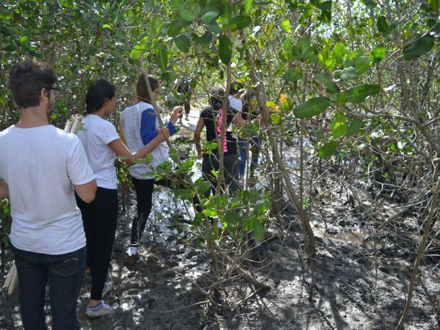 aula_de_campo_manguezal 3