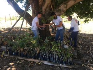 Rede de Educadores Ambientais do Ifes promove mutirão de plantio de árvores